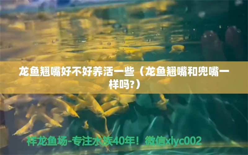 龍魚翹嘴好不好養(yǎng)活一些（龍魚翹嘴和兜嘴一樣嗎?）