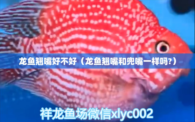 龍魚翹嘴好不好（龍魚翹嘴和兜嘴一樣嗎?）