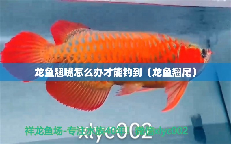 龍魚翹嘴怎么辦才能釣到（龍魚翹尾）