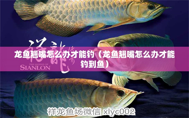 龍魚翹嘴怎么辦才能釣（龍魚翹嘴怎么辦才能釣到魚）