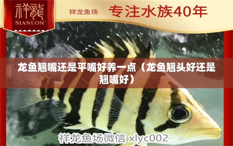 龍魚翹嘴還是平嘴好養(yǎng)一點(diǎn)（龍魚翹頭好還是翹嘴好）