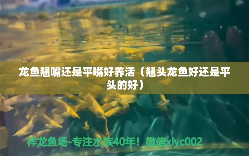 龍魚翹嘴還是平嘴好養(yǎng)活（翹頭龍魚好還是平頭的好）