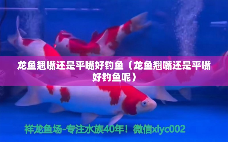 龍魚翹嘴還是平嘴好釣魚（龍魚翹嘴還是平嘴好釣魚呢） 垂釣樂園