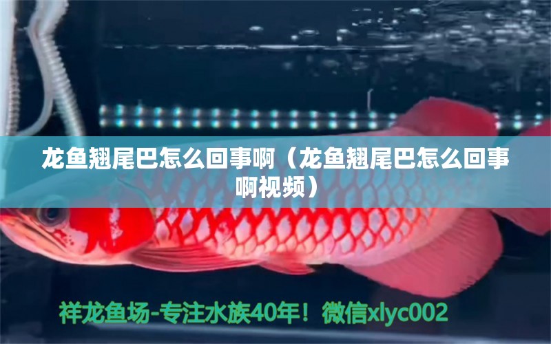 龍魚翹尾巴怎么回事?。堲~翹尾巴怎么回事啊視頻）