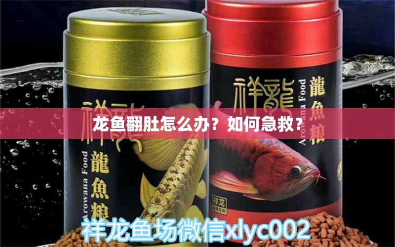 龍魚翻肚怎么辦？如何急救？