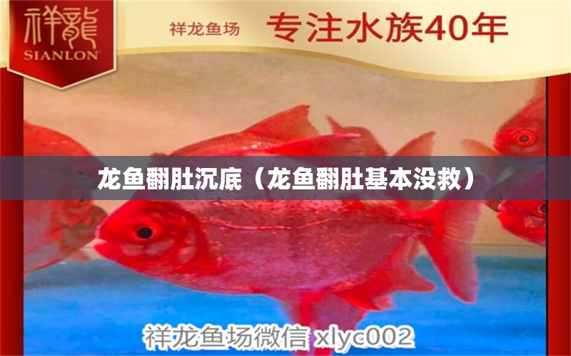 龍魚(yú)翻肚沉底（龍魚(yú)翻肚基本沒(méi)救） 鐵甲武士