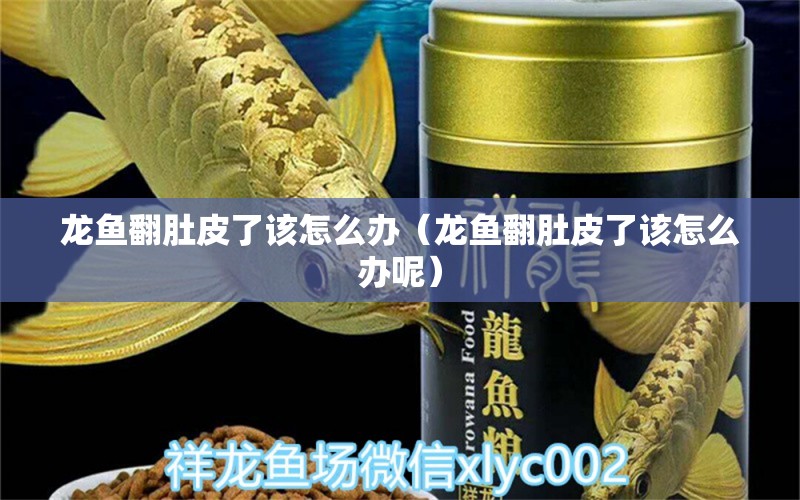 龍魚翻肚皮了該怎么辦（龍魚翻肚皮了該怎么辦呢）