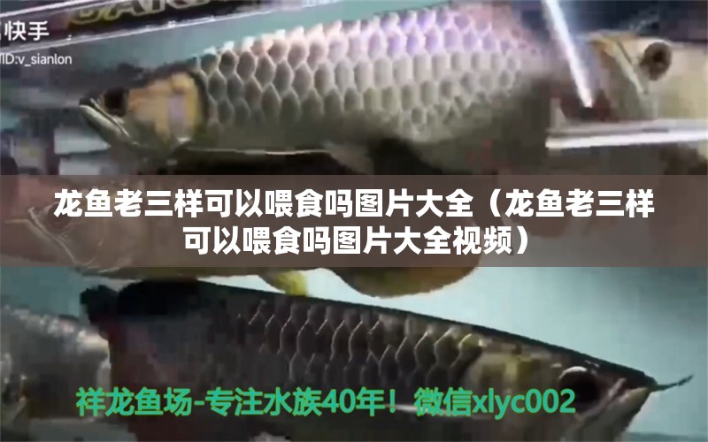 龍魚老三樣可以喂食嗎圖片大全（龍魚老三樣可以喂食嗎圖片大全視頻） 龍魚疾病與治療