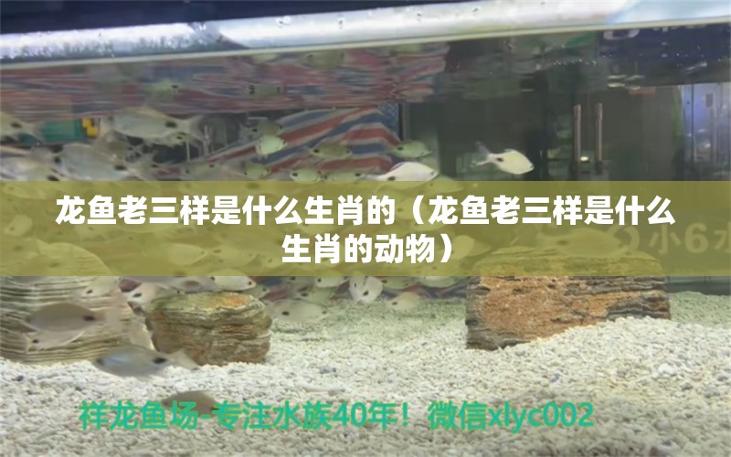 龍魚老三樣是什么生肖的（龍魚老三樣是什么生肖的動物） 龍魚疾病與治療