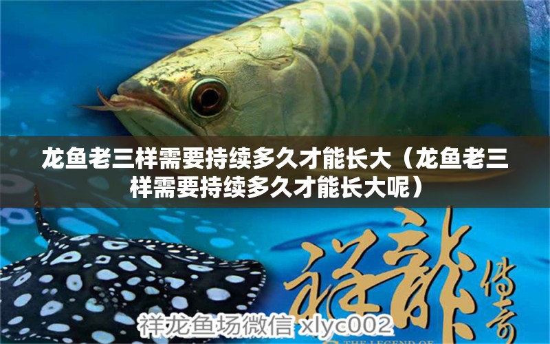 龍魚老三樣需要持續(xù)多久才能長大（龍魚老三樣需要持續(xù)多久才能長大呢）