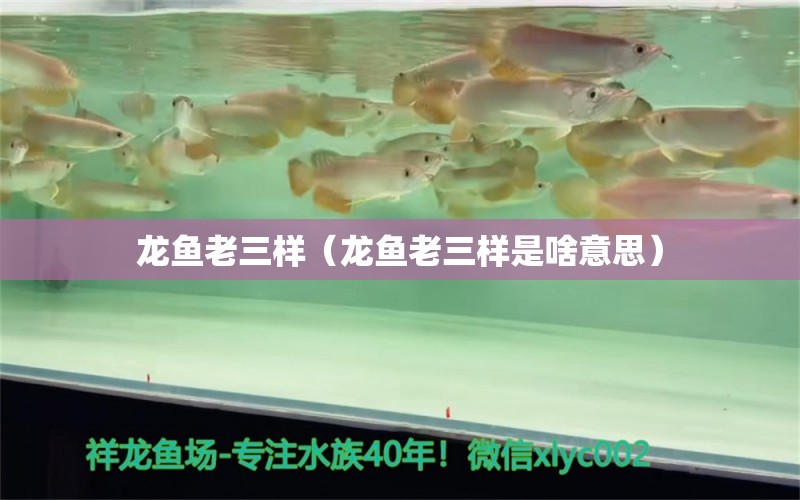 龍魚老三樣（龍魚老三樣是啥意思） 龍魚疾病與治療