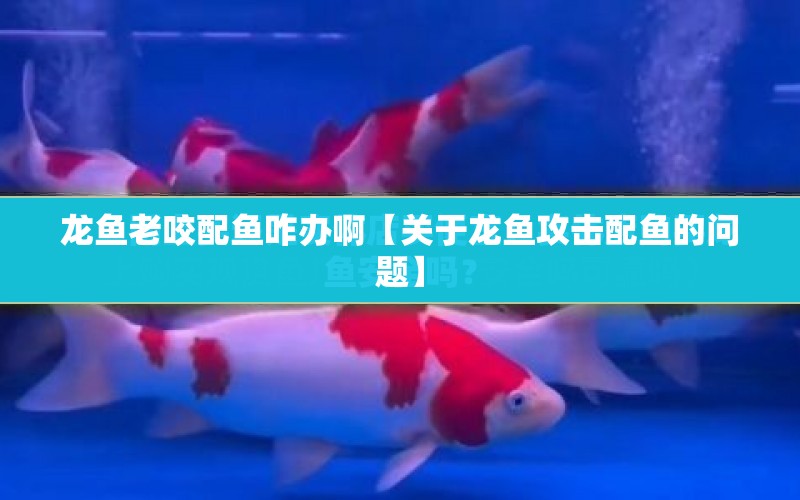 龍魚老咬配魚咋辦啊【關(guān)于龍魚攻擊配魚的問題】 水族問答 第1張