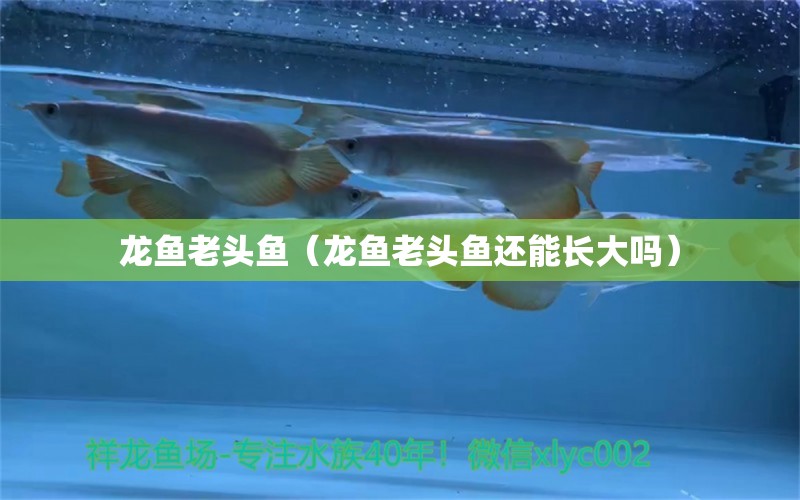 龍魚老頭魚（龍魚老頭魚還能長大嗎）