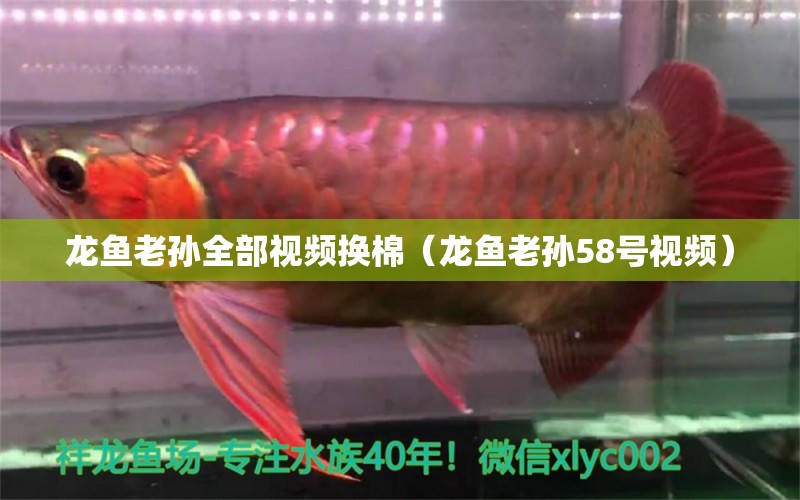 龍魚老孫全部視頻換棉（龍魚老孫58號視頻） 龍魚疾病與治療