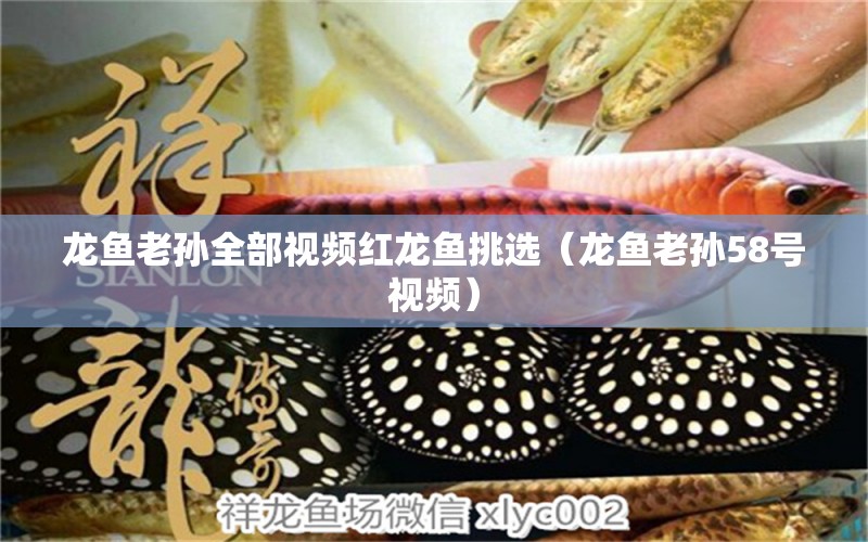 龍魚(yú)老孫全部視頻紅龍魚(yú)挑選（龍魚(yú)老孫58號(hào)視頻） 龍魚(yú)疾病與治療