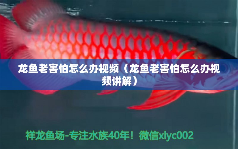 龍魚老害怕怎么辦視頻（龍魚老害怕怎么辦視頻講解） 廣州龍魚批發(fā)市場