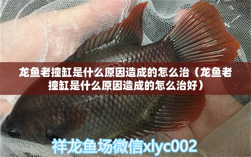 龍魚老撞缸是什么原因造成的怎么治（龍魚老撞缸是什么原因造成的怎么治好） 廣州龍魚批發(fā)市場