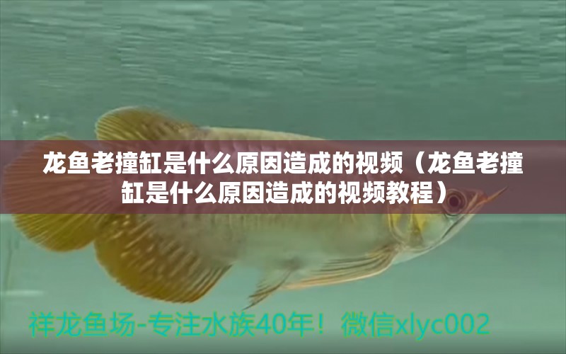 龍魚老撞缸是什么原因造成的視頻（龍魚老撞缸是什么原因造成的視頻教程）