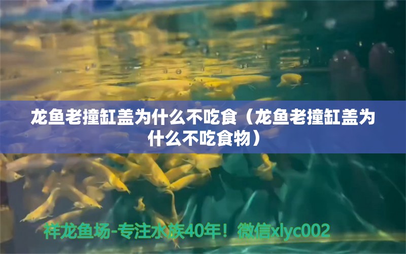 龍魚(yú)老撞缸蓋為什么不吃食（龍魚(yú)老撞缸蓋為什么不吃食物） 廣州龍魚(yú)批發(fā)市場(chǎng)