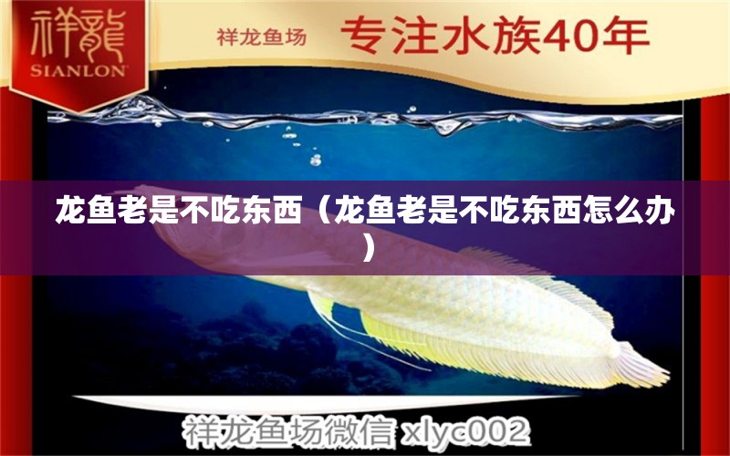 龍魚老是不吃東西（龍魚老是不吃東西怎么辦） 廣州龍魚批發(fā)市場