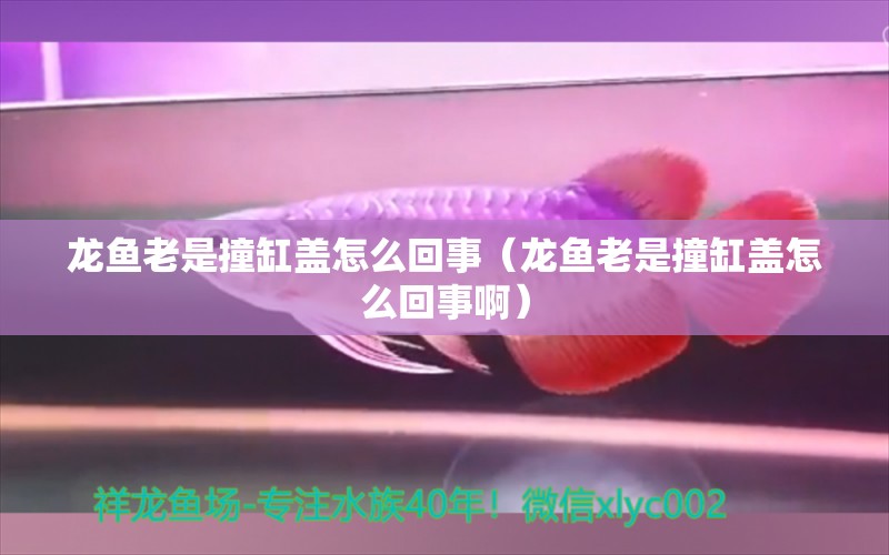 龍魚老是撞缸蓋怎么回事（龍魚老是撞缸蓋怎么回事?。?廣州龍魚批發(fā)市場