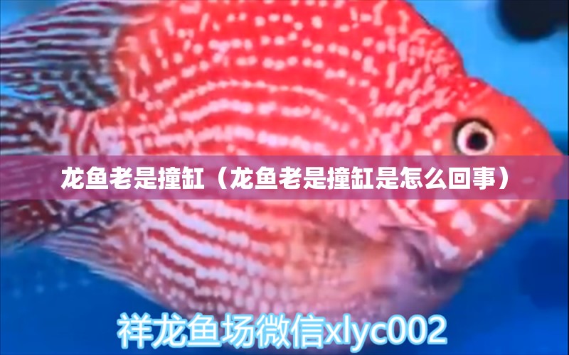 龍魚老是撞缸（龍魚老是撞缸是怎么回事）