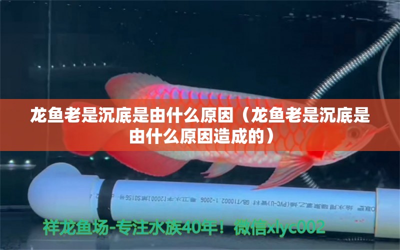 龍魚老是沉底是由什么原因（龍魚老是沉底是由什么原因造成的） 廣州龍魚批發(fā)市場