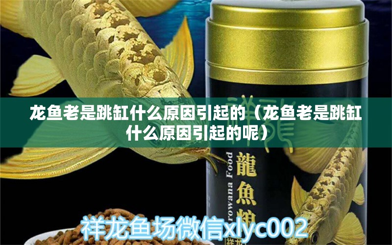 龍魚老是跳缸什么原因引起的（龍魚老是跳缸什么原因引起的呢）