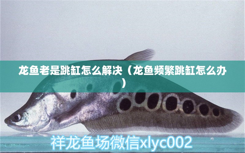 龍魚老是跳缸怎么解決（龍魚頻繁跳缸怎么辦）