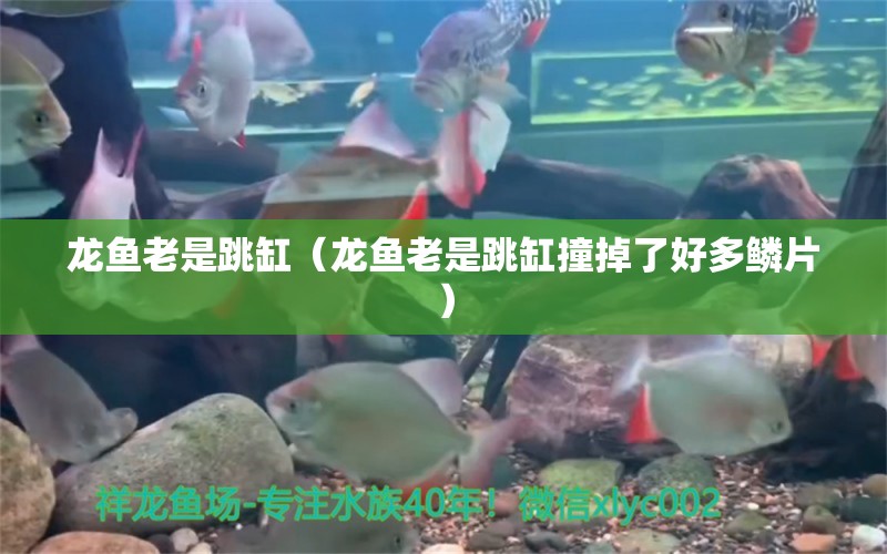 龍魚老是跳缸（龍魚老是跳缸撞掉了好多鱗片） 廣州龍魚批發(fā)市場