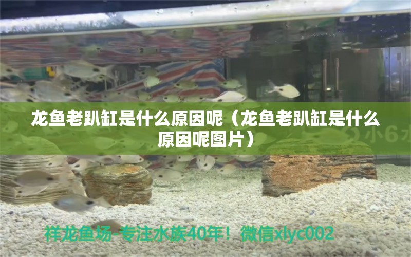 龍魚老趴缸是什么原因呢（龍魚老趴缸是什么原因呢圖片）