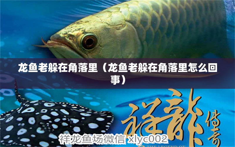 龍魚老躲在角落里（龍魚老躲在角落里怎么回事） 觀賞魚