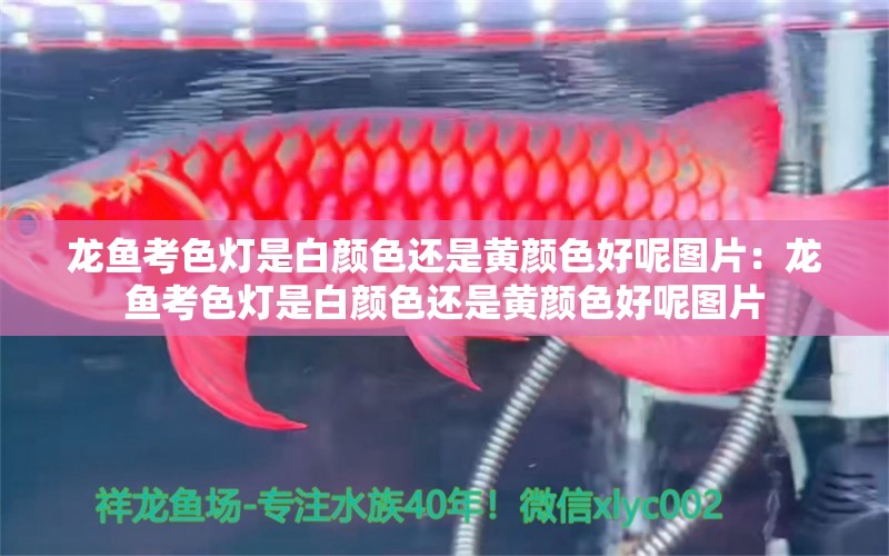 龍魚考色燈是白顏色還是黃顏色好呢圖片：龍魚考色燈是白顏色還是黃顏色好呢圖片