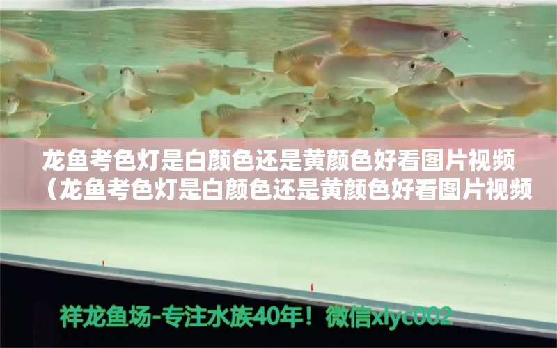 龍魚考色燈是白顏色還是黃顏色好看圖片視頻（龍魚考色燈是白顏色還是黃顏色好看圖片視頻） 廣州龍魚批發(fā)市場