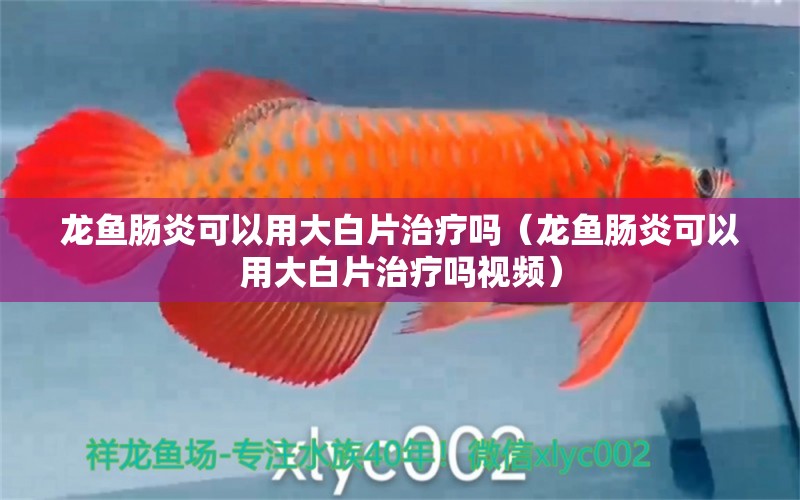 龍魚腸炎可以用大白片治療嗎（龍魚腸炎可以用大白片治療嗎視頻）