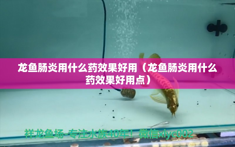 龍魚腸炎用什么藥效果好用（龍魚腸炎用什么藥效果好用點）