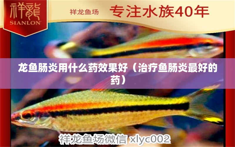 龍魚腸炎用什么藥效果好（治療魚腸炎最好的藥）