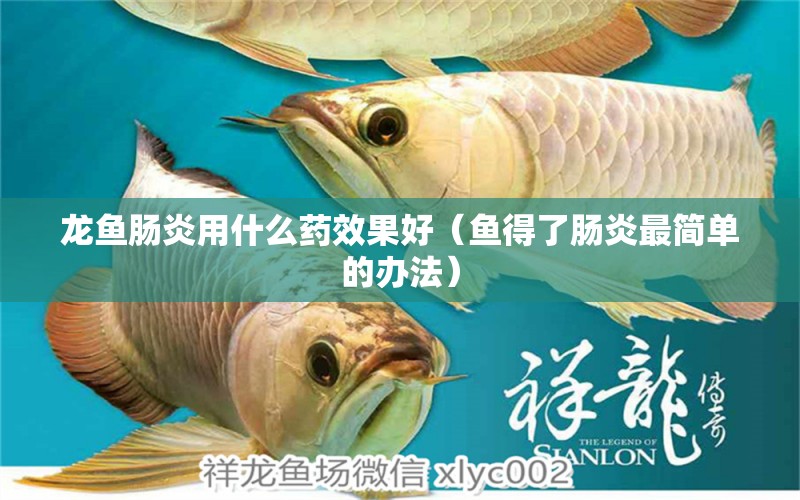 龍魚腸炎用什么藥效果好（魚得了腸炎最簡單的辦法）