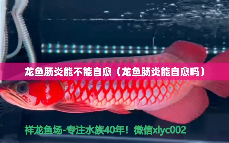 龍魚腸炎能不能自愈（龍魚腸炎能自愈嗎）