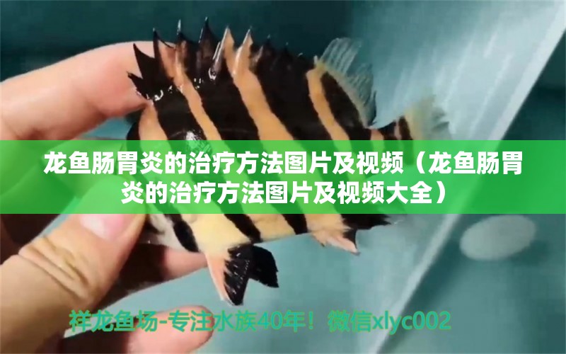 龍魚腸胃炎的治療方法圖片及視頻（龍魚腸胃炎的治療方法圖片及視頻大全）