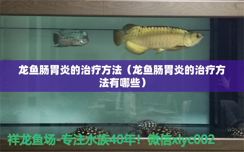 龍魚腸胃炎的治療方法（龍魚腸胃炎的治療方法有哪些）