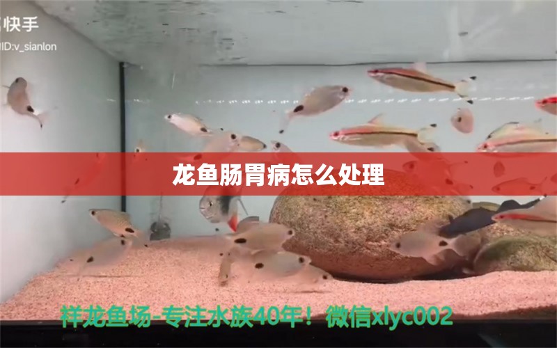 龍魚腸胃病怎么處理 龍魚疾病與治療