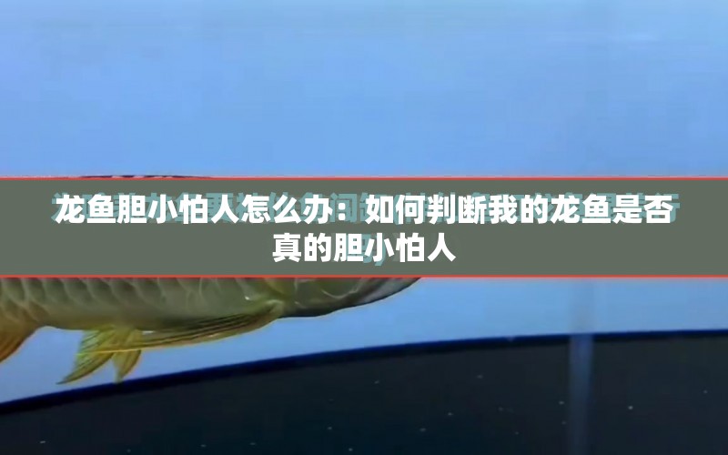 龍魚膽小怕人怎么辦：如何判斷我的龍魚是否真的膽小怕人 水族問答 第1張