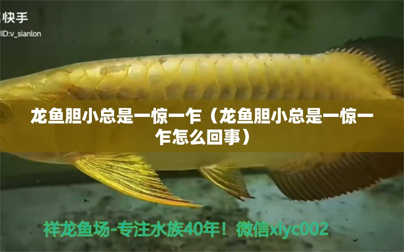 龍魚(yú)膽小總是一驚一乍（龍魚(yú)膽小總是一驚一乍怎么回事）