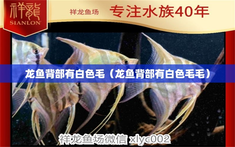 龍魚背部有白色毛（龍魚背部有白色毛毛） 廣州龍魚批發(fā)市場