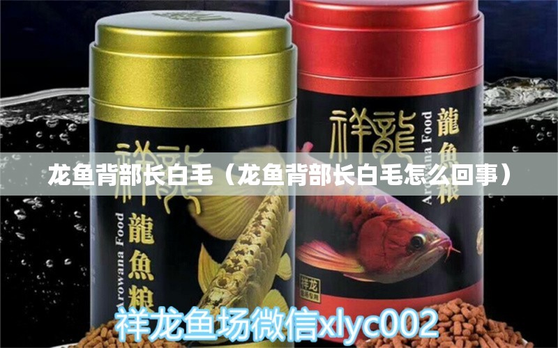 龍魚背部長白毛（龍魚背部長白毛怎么回事） 祥龍水族醫(yī)院