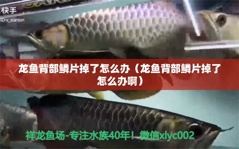 龍魚背部鱗片掉了怎么辦（龍魚背部鱗片掉了怎么辦?。?觀賞魚