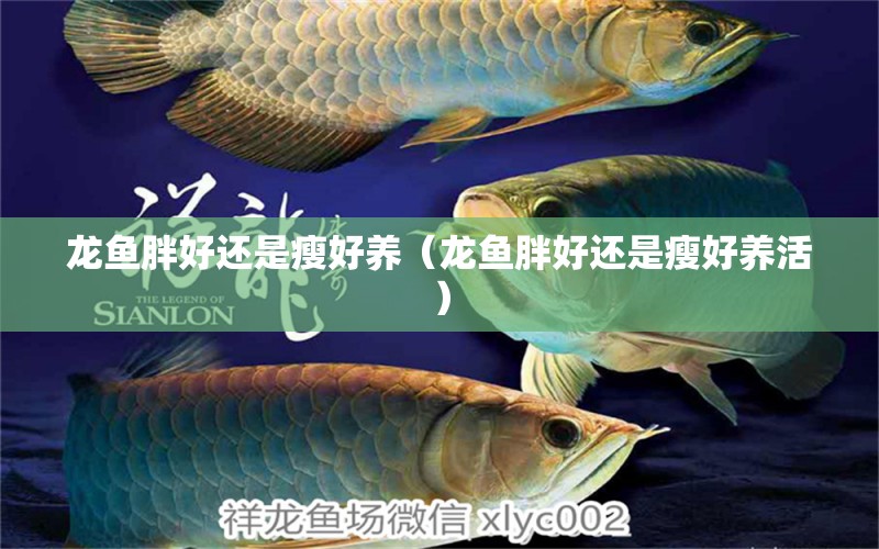 龍魚胖好還是瘦好養(yǎng)（龍魚胖好還是瘦好養(yǎng)活） 廣州龍魚批發(fā)市場