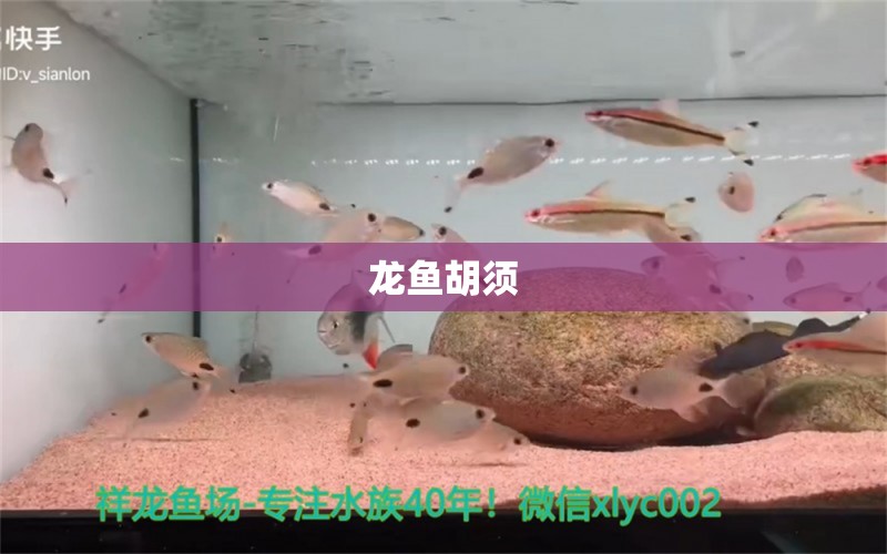 龍魚胡須 印尼四紋虎