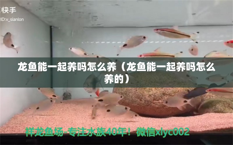 龍魚能一起養(yǎng)嗎怎么養(yǎng)（龍魚能一起養(yǎng)嗎怎么養(yǎng)的）